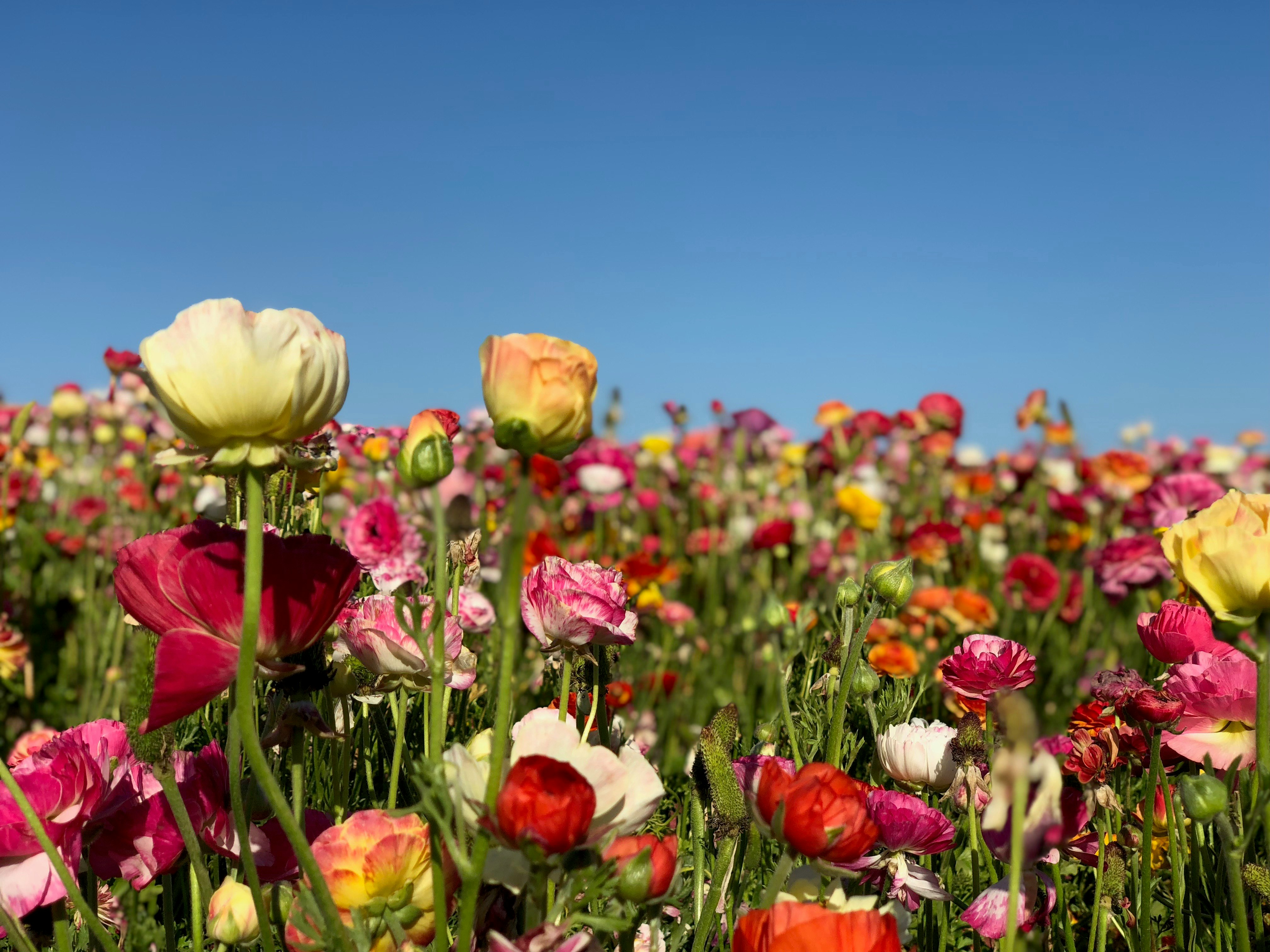 assorted-color poppy field closeup photography